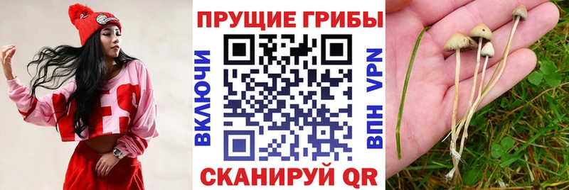 блэк спрут как зайти  Чегем  Галлюциногенные грибы Cubensis 